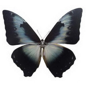 MORPHO CISSEIS CABRERA MORPHO CISSEIS CABRERA